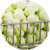 7The cabbage-heads are stored