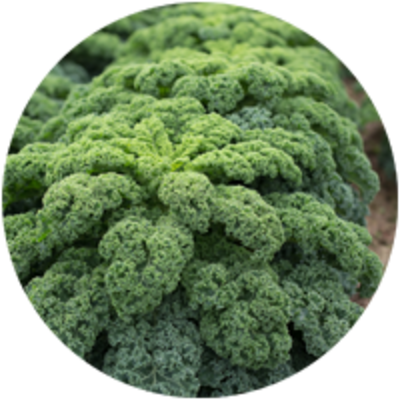Nyhet! På Dimdini egna fält odlade kål Kale!